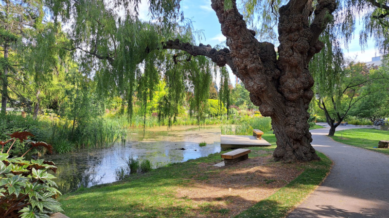 Large tree next to a footpath and pond in a garden on a sunny day. 